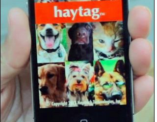HayTag Looks for Lost Dogs