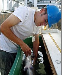 RFID Antenna to Catch Fish