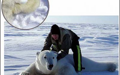 RFID Earrings for Polar Bears