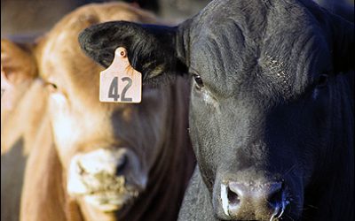 RFID Tattoos for Livestock