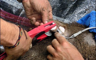 WWF Using Simple RFID System in Complex Project