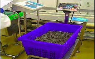 Thai Shrimp Exporters Use RFID for Automation, Traceability