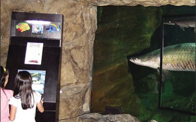 A Fish Tale