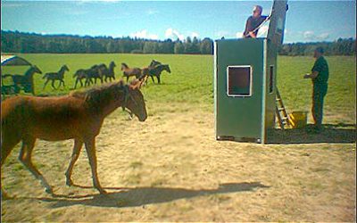 RFID Teaches Horses Table Manners