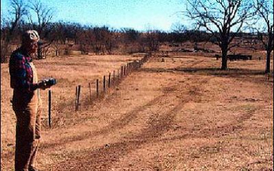 ZigBeef Offers Ranchers a Long-Distance Cattle Head Count