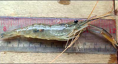 Thai Researchers Study RFID for Managing Prawns and Other Food Fish