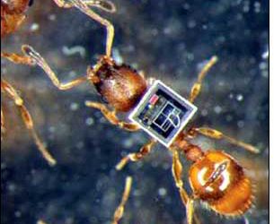 The Secret Life of Ants