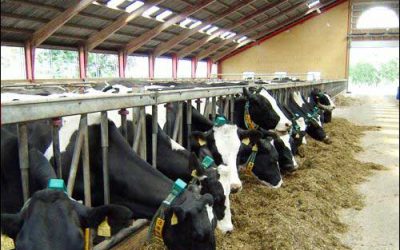 Danish Dairies Adopt RFID to Improve Yield