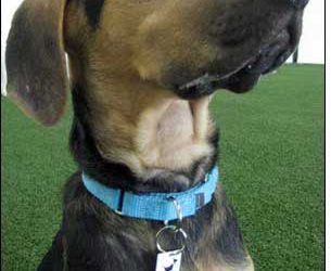 RFID Goes to the Dogs