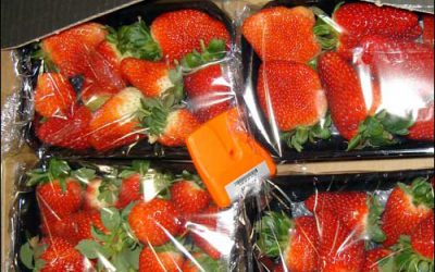 Strawberry Grower Deploys RFID to Fix Temperature Troubles