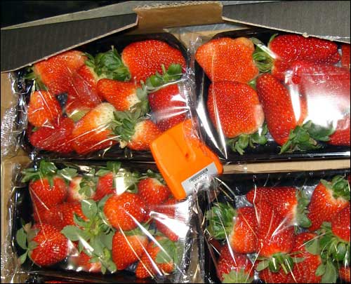 Strawberry Grower Deploys RFID to Fix Temperature Troubles