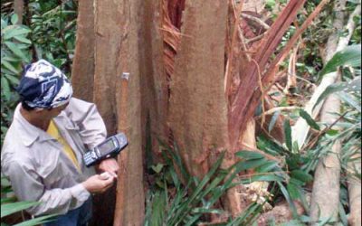 Malaysian Forestry Department Studies RFID