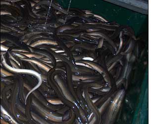 Eeliad Project Tracks Eels’ Odyssey