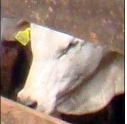 USDA Approves First UHF Tag for Animal Identification System