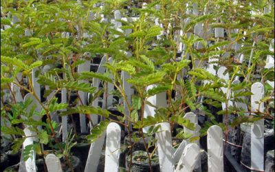 RFID Helps Foresters Grow Koa Trees