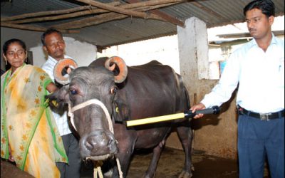 Chitale Dairy Uses RFID to Improve Milk Yields