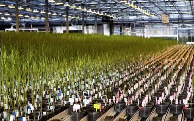 BASF Subsidiary Develops Better Crops Through RFID