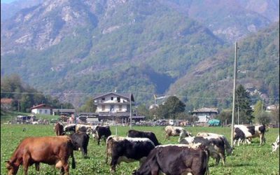 Turin Business Group Explores RFID’s Potential to Add Value to Cheese