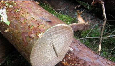 RFID in the Forest