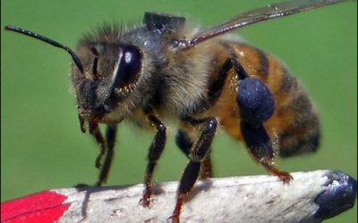 RFID Helps Scientists Study Honeybees’ Homing Behavior