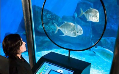 RFID Chips Tell Fish Tales at Aquarium