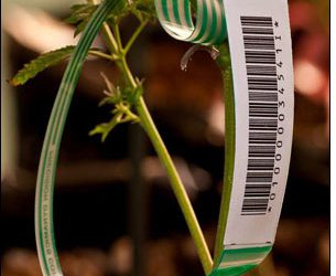 Medical Marijuana Companies Use EPC Tags to Keep Things Straight