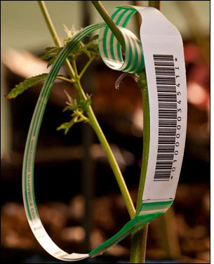 Medical Marijuana Companies Use EPC Tags to Keep Things Straight