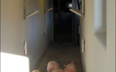 PigTracker Project Finds UHF Tags Effective for Swine