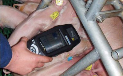 Dutch Technology Companies Develop EPC UHF Solution for Tracking Pigs