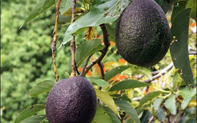 Sensor Network Has Avocado Farmer Seeing Green