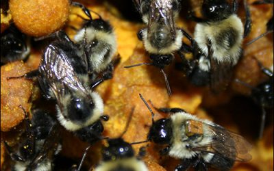 RFID Detects Workloads of Bumblebee Foragers