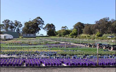 IoT Agricultural Specialist Helps Australian Nursery Become More Profitable