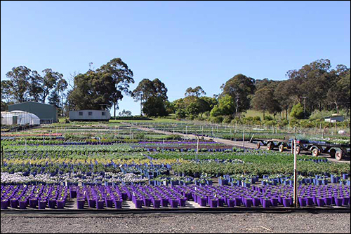 IoT Agricultural Specialist Helps Australian Nursery Become More Profitable