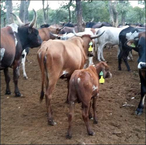 Cattle Ranching Gains from IoT-based Intelligence