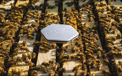 RFID, BLE Take Sting Out of Beekeeper Data Management