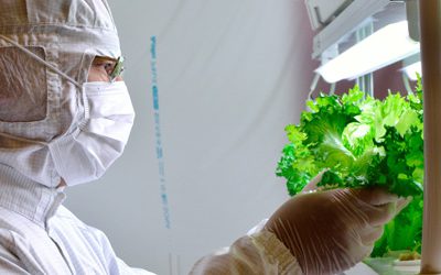 How Fujitsu Is Using the IoT to Grow Lettuce