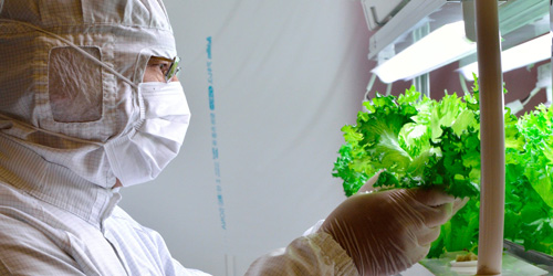 How Fujitsu Is Using the IoT to Grow Lettuce