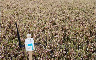 Wisconsin Cranberry Farm Protects Crops With IoT System