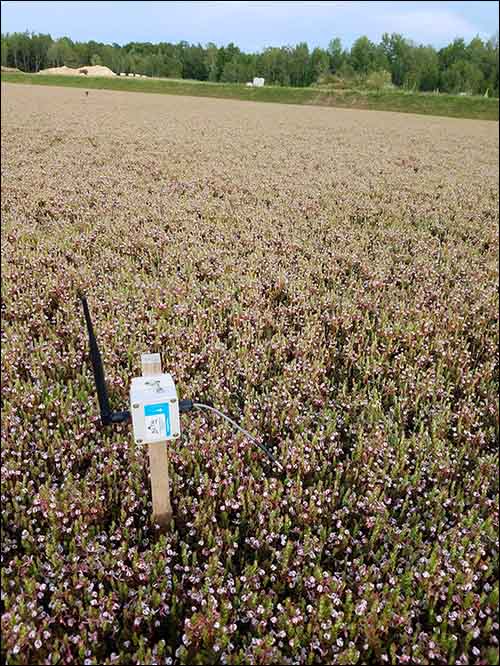 Wisconsin Cranberry Farm Protects Crops With IoT System