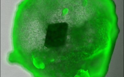 RFID-enabled Organoids Offer Aid in Scientific Research