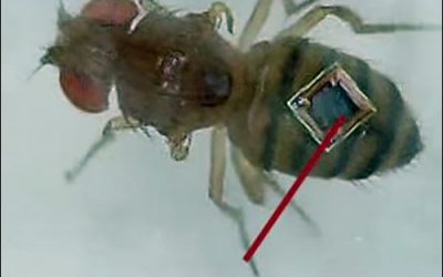 SK-Electronics Unveils Ant-Size RFID Tag