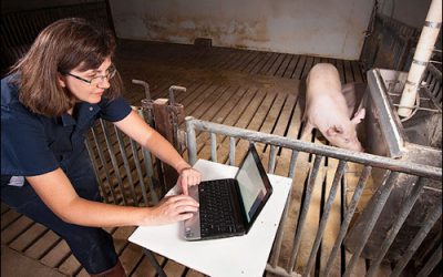 USDA Researchers Develop System to Track Livestock Feeding Behavior Unobtrusively