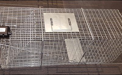 Building a Better Mouse (or Raccoon, Skunk, You-Name-It) Trap With IoT