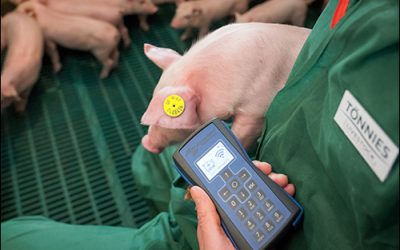 Food Company Pilots UHF RFID to Enhance Pig Life History