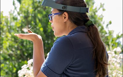 RFID Brings Visibility to Hummingbirds at UC Davis