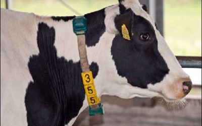 GEA CowView Locates Cattle Via Active RFID