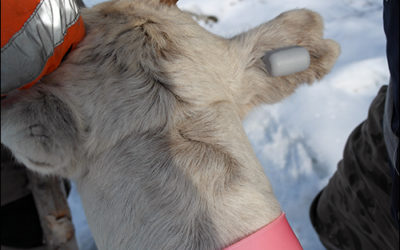 Startup Provides NB-IoT Reindeer Ear Tag for Real-Time Location