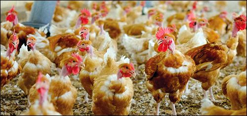 Chicken Company Hatches RFID-based Track-and-Trace Solution