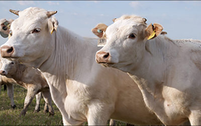 U.S. States Further Livestock RFID Use Despite USDA Pause