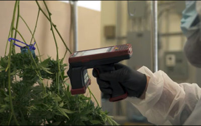 RFID Tracks Cannabis from Cultivation to Distribution